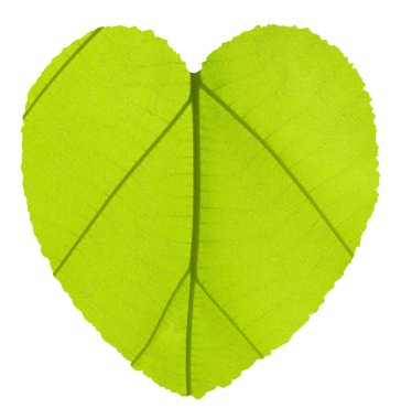 Tik yaprak yeşil doku ile kalp şekli