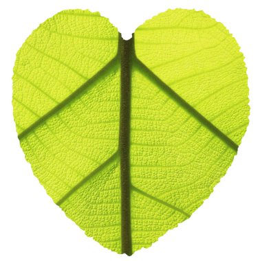 Tik yaprak yeşil doku ile kalp şekli