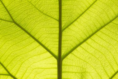 Tik yaprak yeşil doku