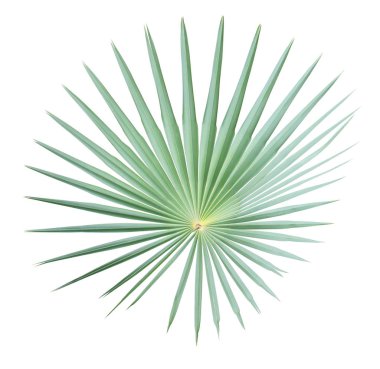 Beyaz arkaplanda yalıtılmış palmiye yaprağı