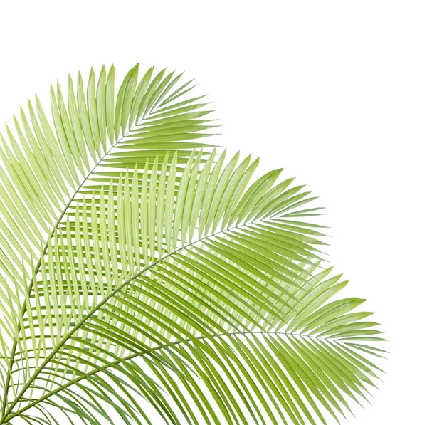 Palm leaf isolated on white background — Stock Photo, Image