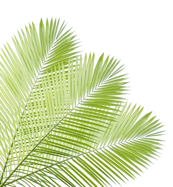 Palm leaf isolated on white background — Stock Photo, Image