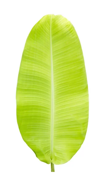 Banana leaf ізольовані — стокове фото