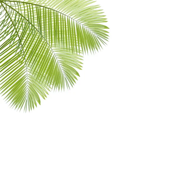 Palmový list izolované na bílém pozadí — Stock fotografie