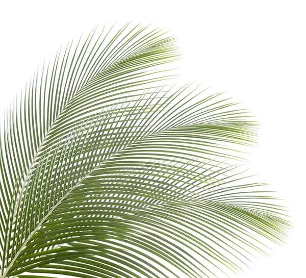 Green coconut leaf isolated on white background — Stock Photo, Image