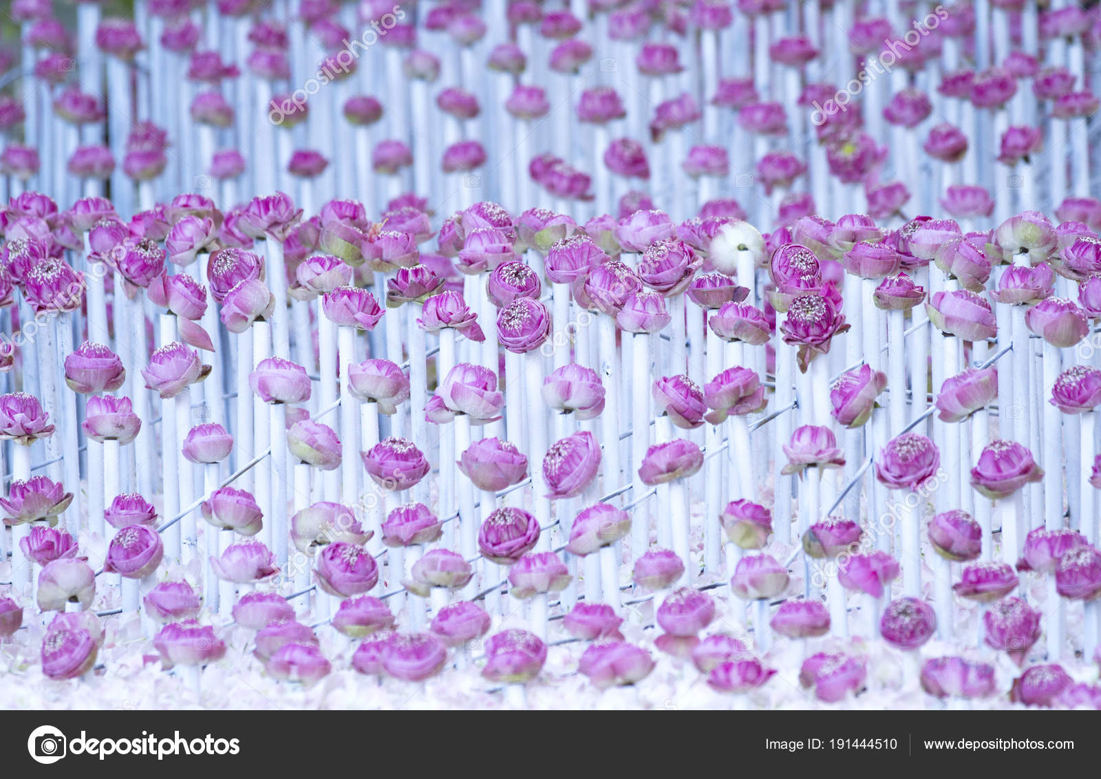 Pink Lotus Flowers Arrangement Stock Photo by ©drpnncpp 191444510
