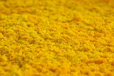 Sarı kadife çiçeği çiçek arka plan