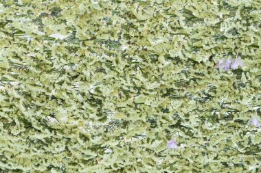 Pembe orkide çiçekler arka plan görüntü kadar kapatın