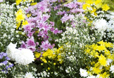 Çok renkli çiçek arka plan