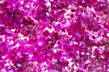 Mor orkide çiçekleri arka plan