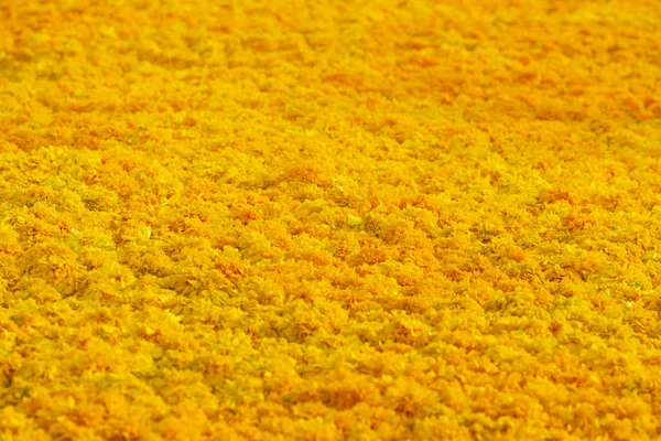 Gelbe Ringelblume Blume Hintergrund — Stockfoto