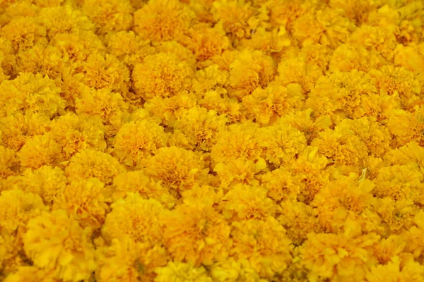 Gelbe Ringelblume Blume Hintergrund — Stockfoto