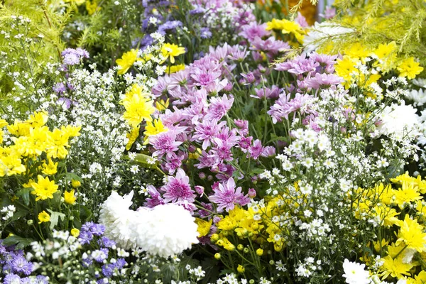 Több Színű Virágot Háttér — Stock Fotó