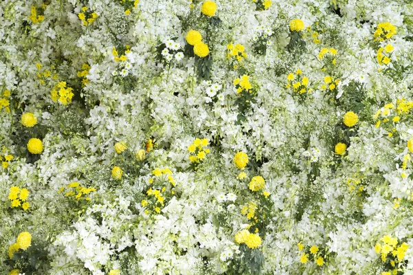 Φόντο Λευκό Και Κίτρινο Λουλούδι — Φωτογραφία Αρχείου