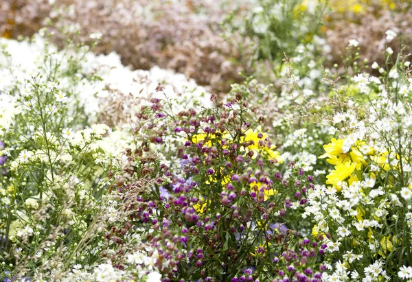 Multi Colore Sfondo Fiore — Foto Stock