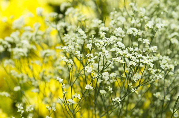 Multi Colore Sfondo Fiore — Foto Stock