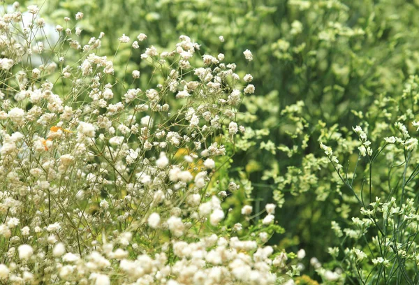 Fiori Verdi Gialli Sfondo — Foto Stock