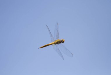 Mavi gökyüzü arka plan ile uçan yusufçuk