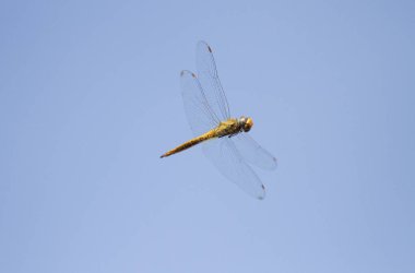 Mavi gökyüzü arka plan ile uçan yusufçuk