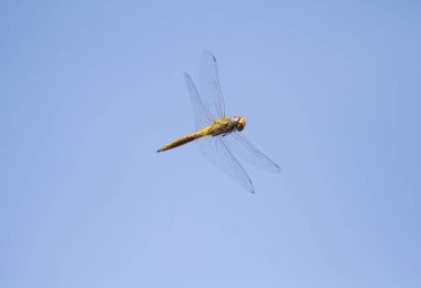 Mavi gökyüzü arka plan ile uçan yusufçuk