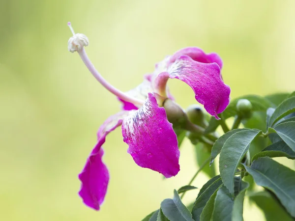 Růžová Hedvábná Nit Květ — Stock fotografie