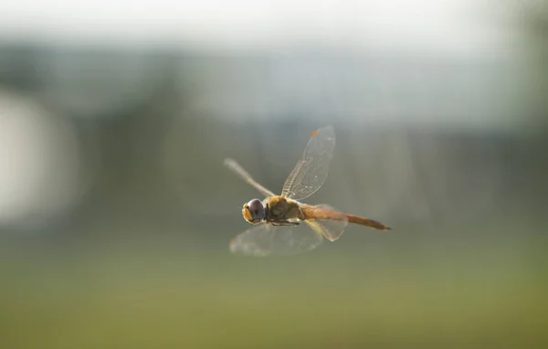 自然な背景で飛んでいるトンボ — ストック写真