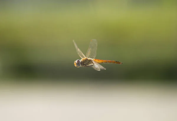 Ιπτάμενο Dragonfly Φυσικό Υπόβαθρο — Φωτογραφία Αρχείου