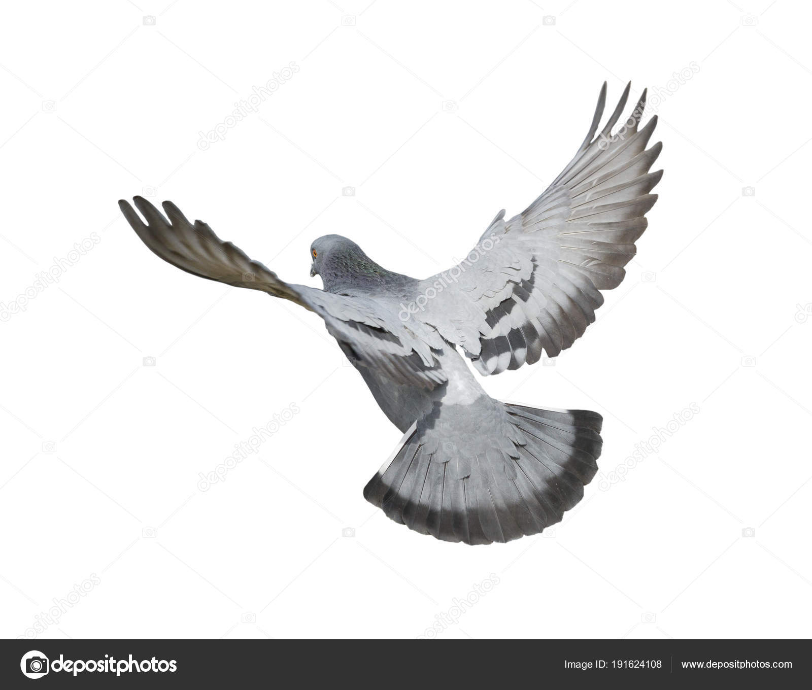 Pigeon Flying Isolated White Background Stock Photo by drpnncpp