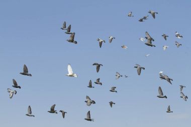 Mavi gökyüzü arka plan ile uçan güvercin