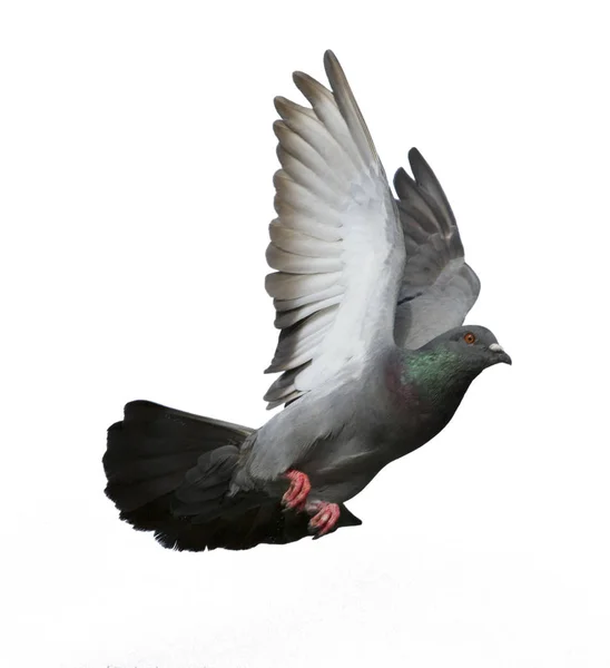Beyaz arka plan üzerinde izole güvercin uçan