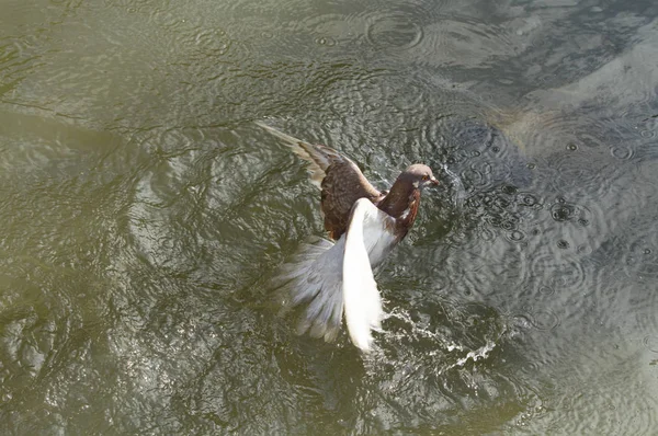 Pombo Cair Rio Ser Caçado Por Peixes Água — Fotografia de Stock