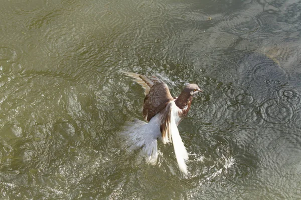 Pombo Cair Rio Ser Caçado Por Peixes Água — Fotografia de Stock