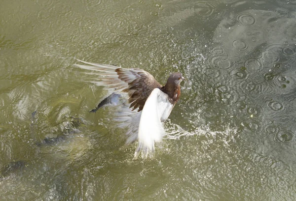 Pombo Cair Rio Ser Caçado Por Peixes Água — Fotografia de Stock