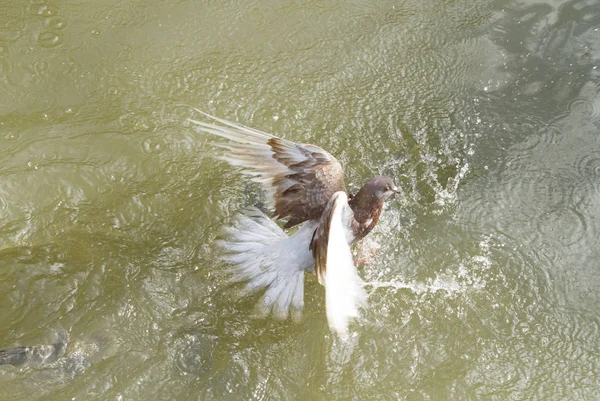 Pombo Cair Rio Ser Caçado Por Peixes Água — Fotografia de Stock