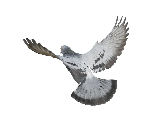 白い背景に分離されたハト飛行 — ストック写真