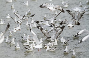 Deniz kıyısı uçan martı sürüsü