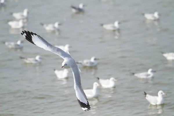 Stormo Gabbiano Che Vola Riva Mare — Foto Stock