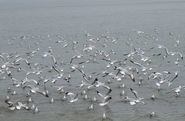 Flock Seagull Flying Seashore — Stock Photo, Image