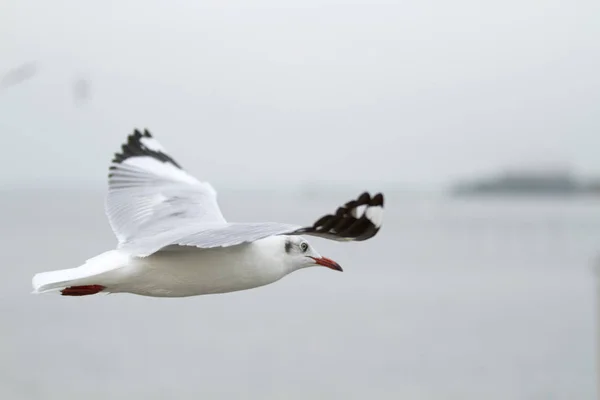 Flock Seagull Flying Seashore — Stock Photo, Image