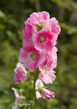 Bahçede pembe hollyhock çiçek