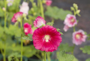 Bahçede kırmızı hollyhock çiçek