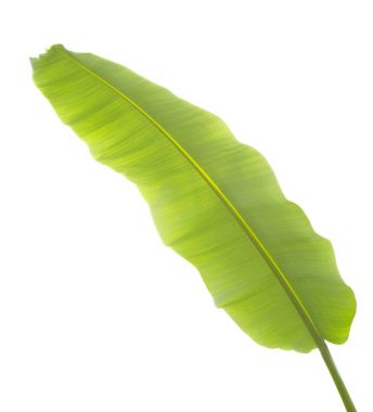 Beyaz arkaplanda muz yaprağı izole