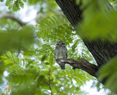 Genç ağaç yaprak yeşil arka plan üzerinde kendi