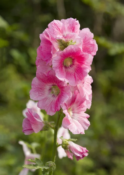 Bahçede Pembe Hollyhock Çiçek — Stok fotoğraf