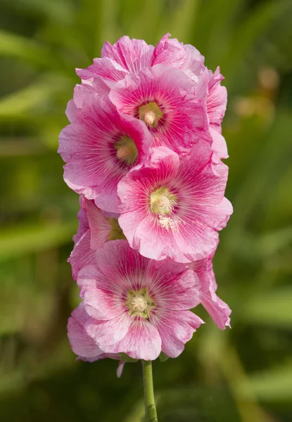 Bahçede Pembe Hollyhock Çiçek — Stok fotoğraf