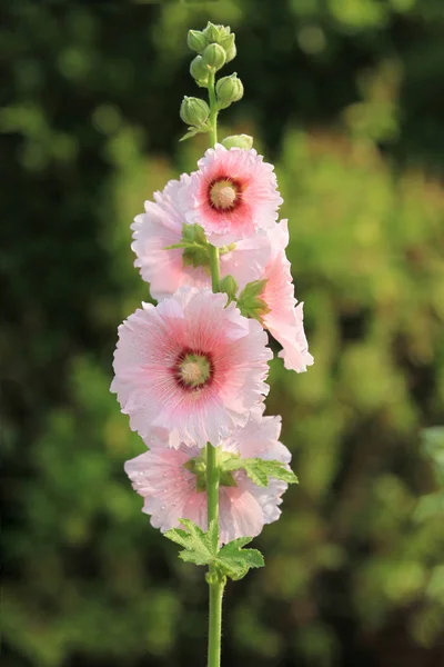 Růžová Topolovky Květina Zahradě — Stock fotografie