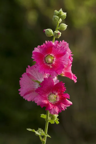 Bahçede Pembe Hollyhock Çiçek — Stok fotoğraf