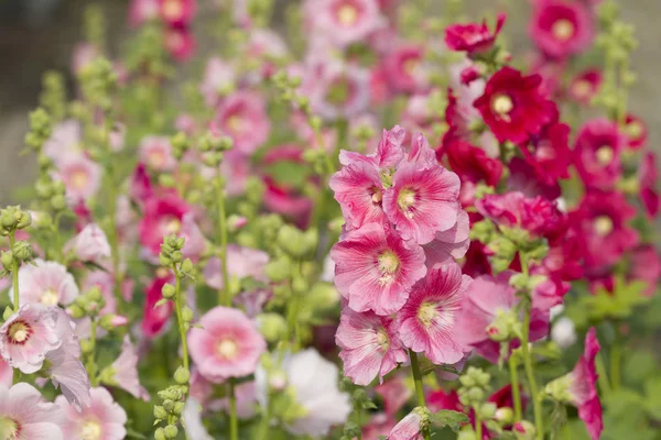 Bahçede pembe hollyhock çiçek