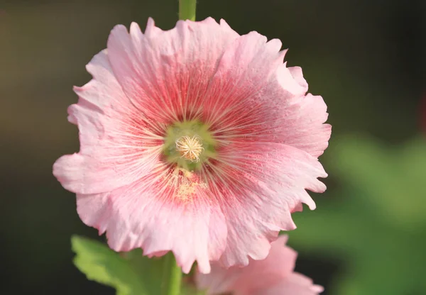 Bahçede Pembe Hollyhock Çiçek — Stok fotoğraf