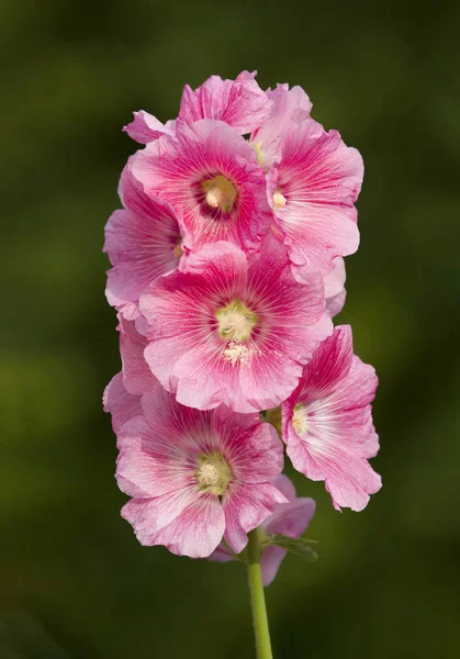 Bahçede Pembe Hollyhock Çiçek — Stok fotoğraf